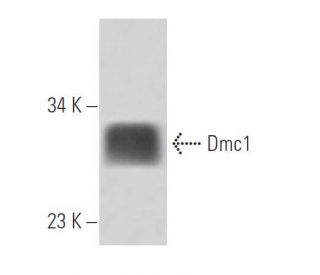 Dmc1 Antibody (5B10/2) - Western Blotting - Image 15826