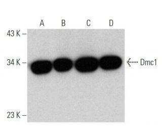 western blotting image from recommended Dmc1 (A-6) monoclonal antibody replacement. Image 356354