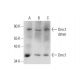 Dmc1 Antibody (E-6) - Western Blotting - Image 144646 