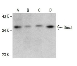 Dmc1 Antibody (E-6) - Western Blotting - Image 356353 