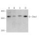 Dmc1 Antibody (E-6) - Western Blotting - Image 356353 