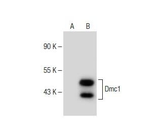 Dmc1 Antibody (F-2) - Western Blotting - Image 150161