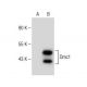 Dmc1 Antibody (F-2) - Western Blotting - Image 150161