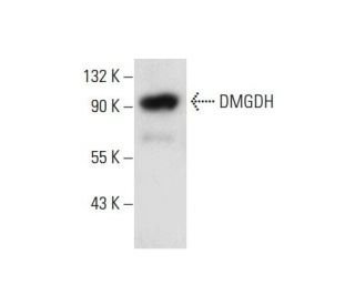 DMGDH Antibody (C-9) - Western Blotting - Image 303486 
