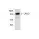 DMGDH Antibody (C-9) - Western Blotting - Image 303486 
