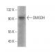 DMGDH Antibody (C-9) - Western Blotting - Image 371322