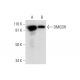 DMGDH Antibody (E-6) - Western Blotting - Image 292945 
