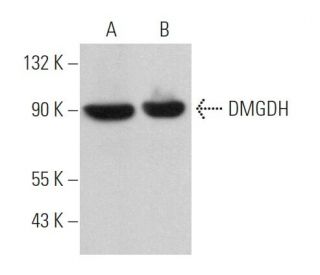 DMGDH Antibody (E-6) - Western Blotting - Image 371283 