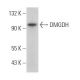 DMGDH Antibody (E-6) - Western Blotting - Image 371278
