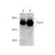 Cox-2 (D-12): sc-1745. Western blot analysis of Cox-2 expression in untreated (A) and DMNQ (sc-202586) treated (B) RAW 264