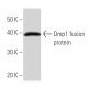 western blotting image from recommended Dmp1 (DMTF5I250) monoclonal antibody replacement. Image 16633