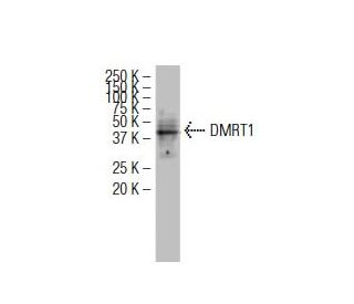 DMRT1 Antibody (SS6) - Western Blotting - Image 34389
