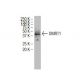 DMRT1 Antibody (SS6) - Western Blotting - Image 34389