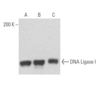 DNA Ligase I Antibody (10H5) - Western Blotting - Image 17404 