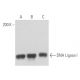 DNA Ligase I Antibody (10H5) - Western Blotting - Image 17404 