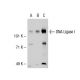 DNA Ligase I Antibody (10H5) - Western Blotting - Image 35286