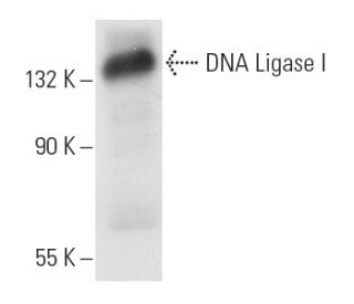 DNA Ligase I Antibody (1A9) - Western Blotting - Image 11010 