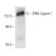 DNA Ligase I Antibody (1A9) - Western Blotting - Image 11010 