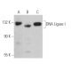DNA Ligase I Antibody (1A9) - Western Blotting - Image 364313