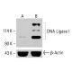 DNA Ligase I Antibody (C-5) - Western Blotting - Image 414068