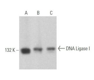 DNA Ligase I Antibody (F-5) - Western Blotting - Image 359001 