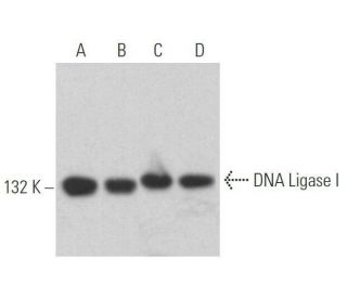 western blotting image from recommended DNA Ligase I (C-5) monoclonal antibody replacement. Image 359000
