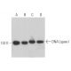 Este anticuerpo policlonal ha dejado de fabricarse. Consulta nuestro anticuerpo monoclonal recomendado <a href="dna-ligase-i-antibody-c-5">DNA Ligase I (C-5)</a> (se muestran datos de muestra). western blotting image from recommended DNA Ligase I (C-5) monoclonal antibody replacement. Image 359000