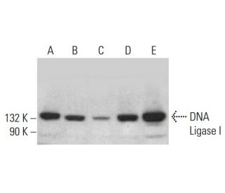 DNA Ligase I Antibody (A-5) - Western Blotting - Image 383048
