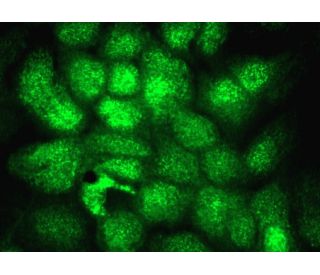 DNA Ligase III Antibody (E-7) - Immunofluorescence - Image 374053 
