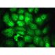 DNA Ligase III Antibody (E-7) - Immunofluorescence - Image 374053 