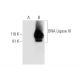 DNA Ligase III Antibody (E-7) - Western Blotting - Image 290927 