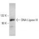 DNA Ligase III Antibody (E-7) - Western Blotting - Image 387374