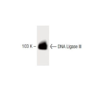 DNA Ligase III Antibody (7) - Western Blotting - Image 60183 