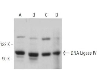 western blotting image from recommended DNA Ligase IV (D-8) monoclonal antibody replacement. Image 361803
