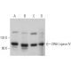 western blotting image from recommended DNA Ligase IV (D-8) monoclonal antibody replacement. Image 361803