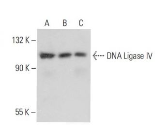DNA Ligase IV Antibody (D-8) - Western Blotting - Image 308559