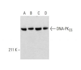 western blotting image from recommended DNA-PKCS (G-12) monoclonal antibody replacement. Image 290825