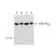 western blotting image from recommended DNA-PKCS (G-12) monoclonal antibody replacement. Image 290825