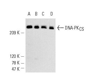 DNA-PK<sub>CS</sub> Antibody (G-4) - Western Blotting - Image 299 