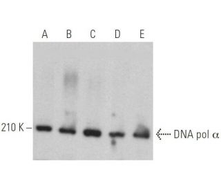 DNA pol &alpha; Antibody (F-6) - Western Blotting - Image 359032 
