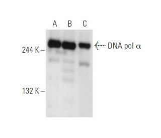 western blotting image from recommended DNA pol α (D-7) monoclonal antibody replacement. Image 351641