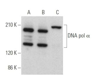 DNA pol &alpha; Antibody (G-5) - Western Blotting - Image 371548 