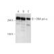 western blotting image from recommended DNA pol α (D-7) monoclonal antibody replacement. Image 351641