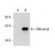 western blotting image from recommended DNA pol β (D-11) monoclonal antibody replacement. Image 157470