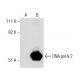 DNA pol δ 2 Antibody (2762C3a) - Western Blotting - Image 160428 
