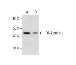 DNA pol &delta; 2 Antibody (D-7) - Western Blotting - Image 289700 