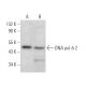 DNA pol δ 2 Antibody (D-7) - Western Blotting - Image 371498