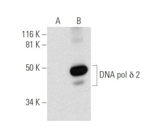DNA pol &delta; 2 Antibody (E-7) - Western Blotting - Image 289899 