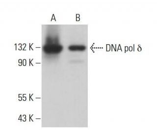 DNA pol &delta; cat Antibody (5G1) - Western Blotting - Image 380808 