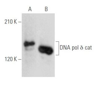 western blotting image from recommended DNA pol &delta; cat (A-9) monoclonal antibody replacement. Image 355551